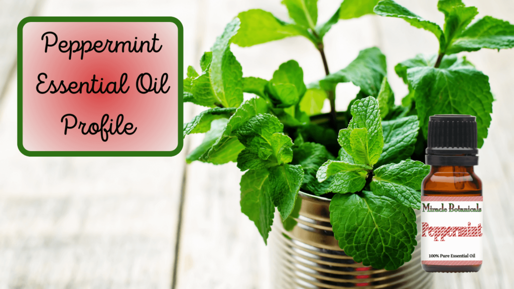 Peppermint_Essential_Oil_Profile_