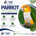Pet Birds Shop