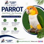 Pet Birds Shop